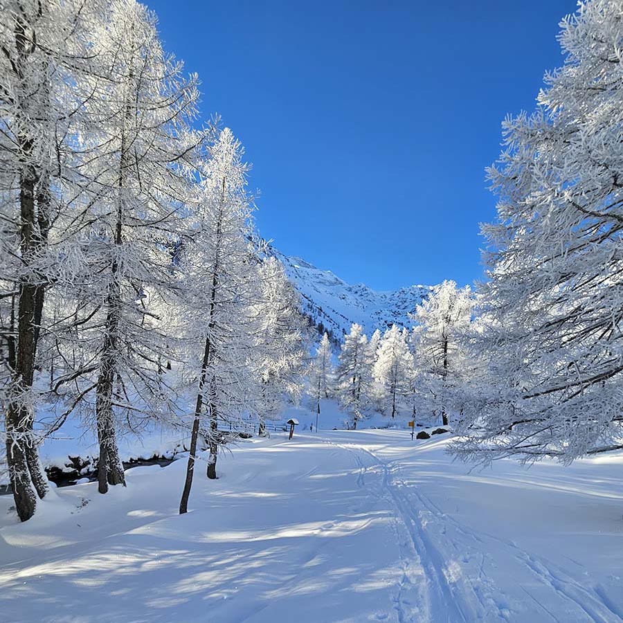 immagine di sottofondo